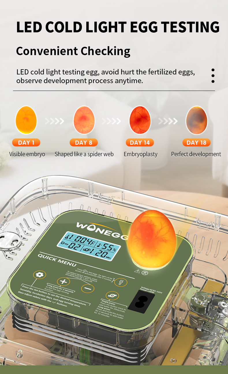 12 eggs incubator