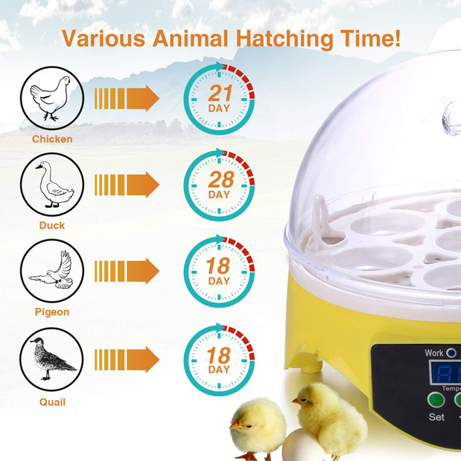 Buy Wholesale China Hot Sale Residential Chicken Egg Steamer 7