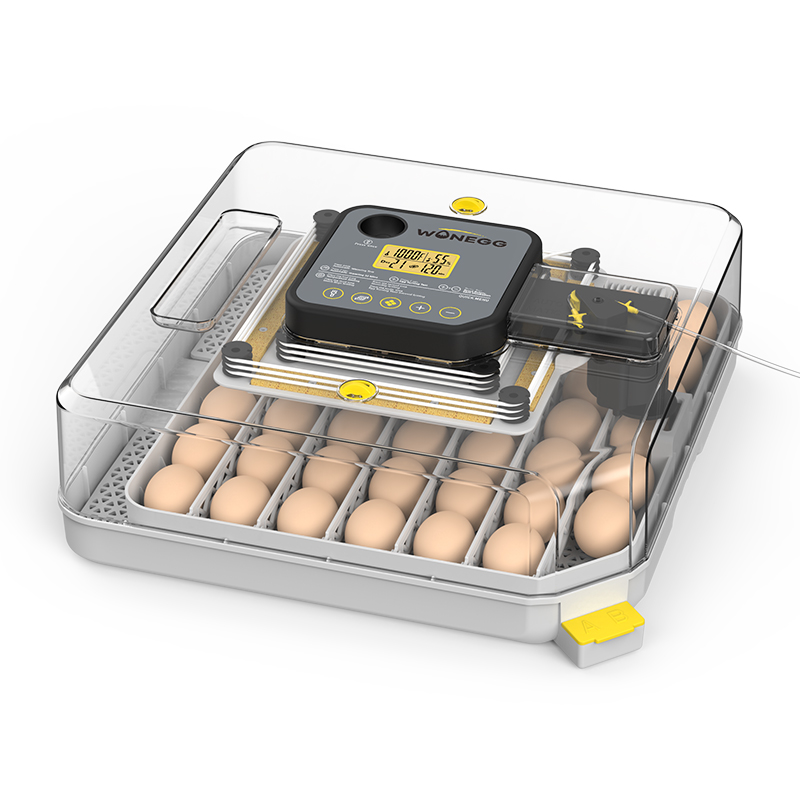 egg バニティ China High Quality 12V 48H Eggs Mini Chicken Quail Egg